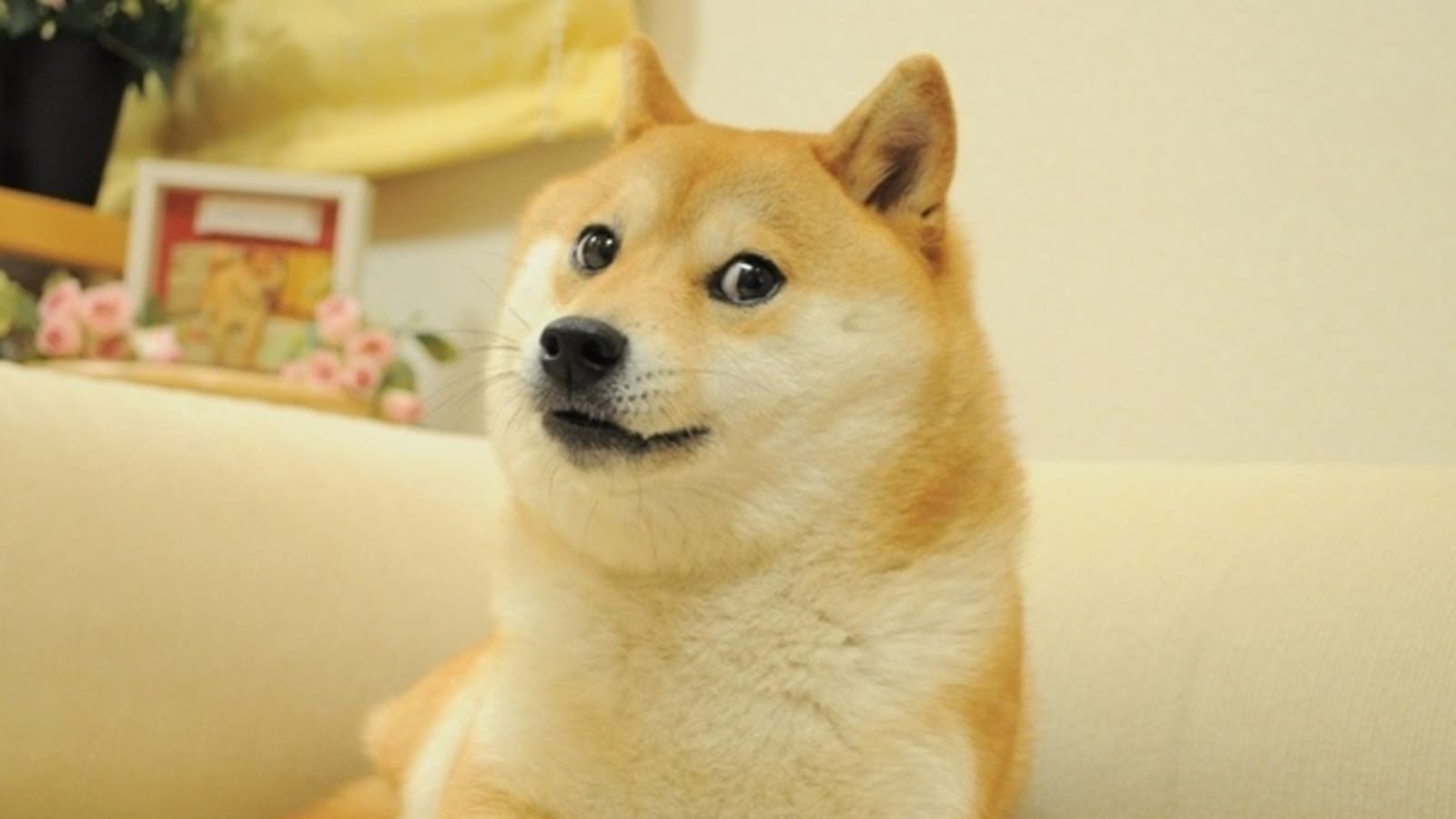 The original photo of Kabosu