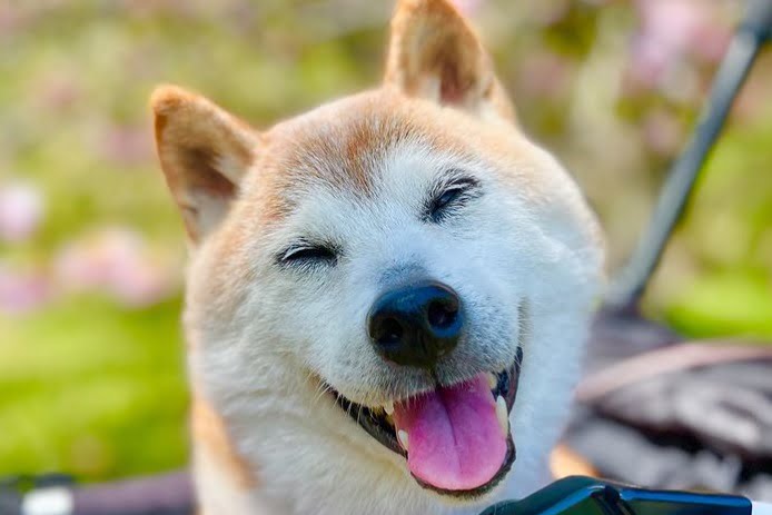 Dogechain